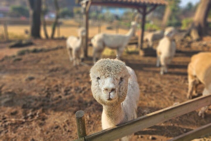Jeju Island Private Sightseeing: Alpacas, Go-Karts & Yongmeori Coast photo 1