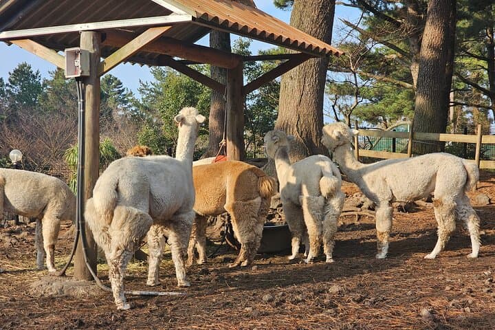 Jeju Island Private Sightseeing: Alpacas, Go-Karts & Yongmeori Coast photo 2