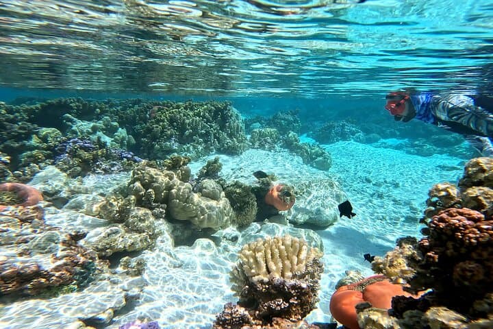 Electric Paddleboard Snorkel at Tahaa Coral Garden — Eco Lagoon Excursion photo 4