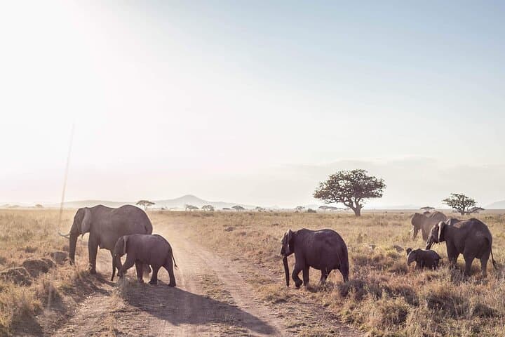 9-Day Budget Camping Safari in Tanzania: Serengeti, Ngorongoro & Lake Manyara photo 6