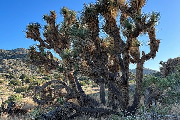 2-Day Private Joshua Tree Tour from Los Angeles — Hikes, Hot Springs & Sunset Views photo 2