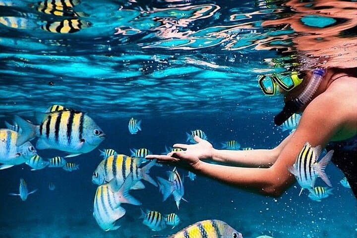 Family Snorkeling & Lunch from Montego Bay — Reef Adventure for All Ages