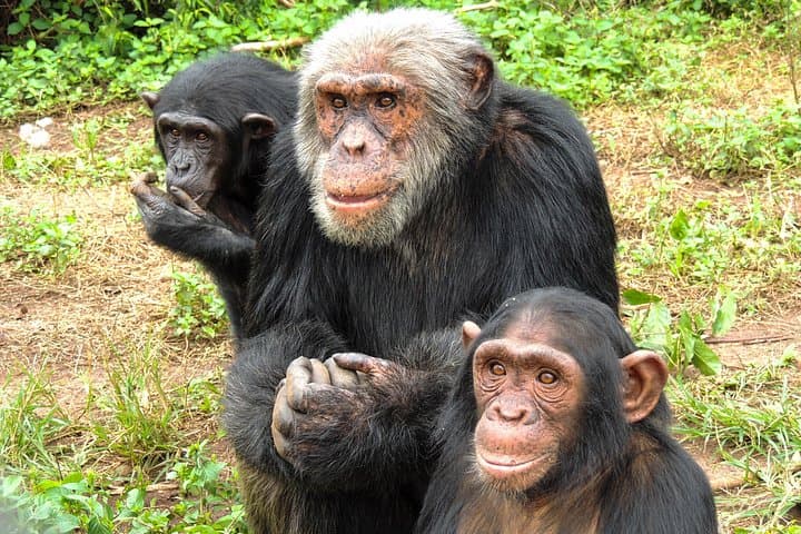 Walindi Point & Ngamba Island: 3-Day Eco-Glamping, Chimpanzees and Lake Victoria Hikes photo 4