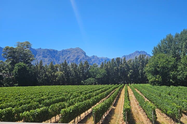 Table Mountain, Bo-Kaap & Groot Constantia: Private Day Tour from Cape Town photo 3