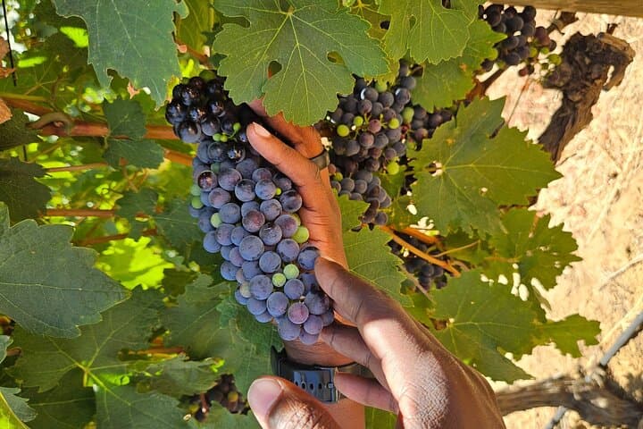 Table Mountain, Bo-Kaap & Groot Constantia: Private Day Tour from Cape Town photo 4