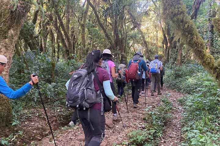 5-Day Kilimanjaro Climb via Marangu Route with Huts — Summit Uhuru Peak photo 3