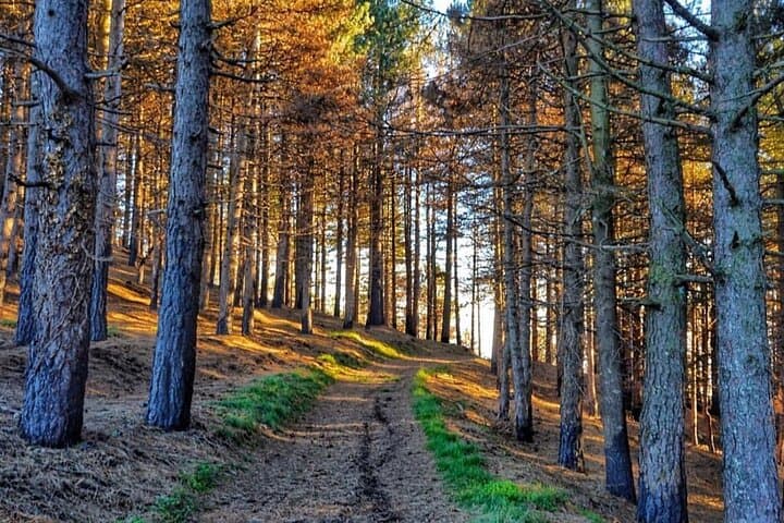 Off-Road Buggy Adventure on Mount Reventino — Lamezia Terme photo 5