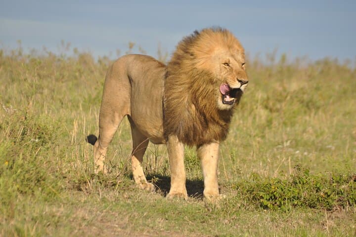 3-Day Masai Mara Safari: Big Five Game Drives, Wildebeest and Camp Stays