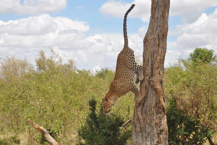 3-Day Masai Mara Safari: Big Five Game Drives, Wildebeest and Camp Stays photo 3