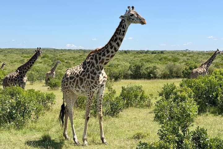 3-Day Masai Mara Safari: Big Five Game Drives, Wildebeest and Camp Stays photo 6