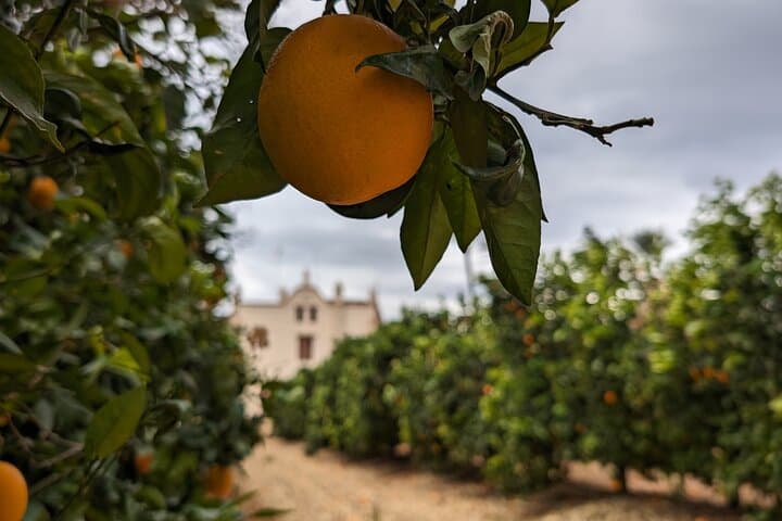 Orange Harvest Experience in La Ribera: Valencia Citrus Farm Tour photo 5