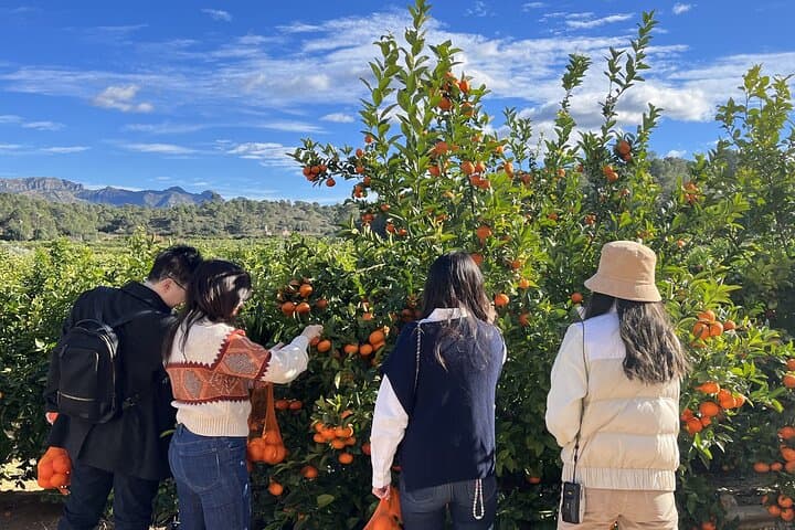 Orange Harvest Experience in La Ribera: Valencia Citrus Farm Tour photo 2