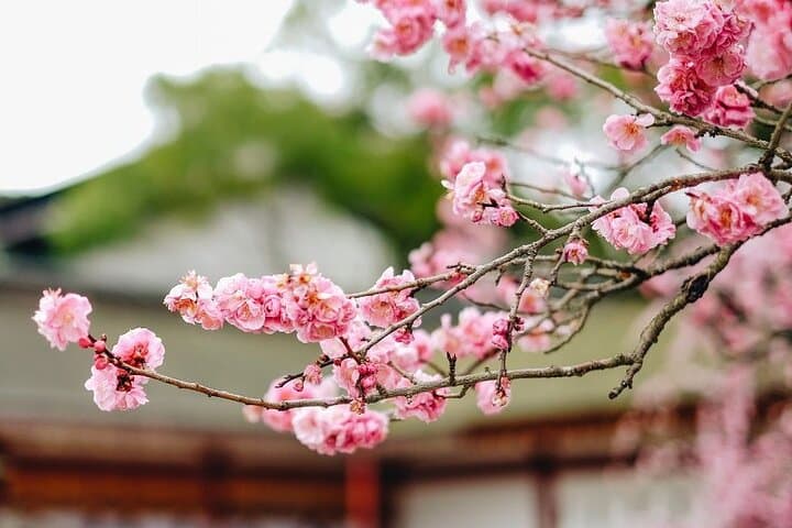 Fukuoka Cherry Blossom Hanami Walk: Private Sakura Experience with Local Host photo 2