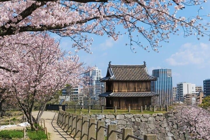 Fukuoka Cherry Blossom Hanami Walk: Private Sakura Experience with Local Host photo 3