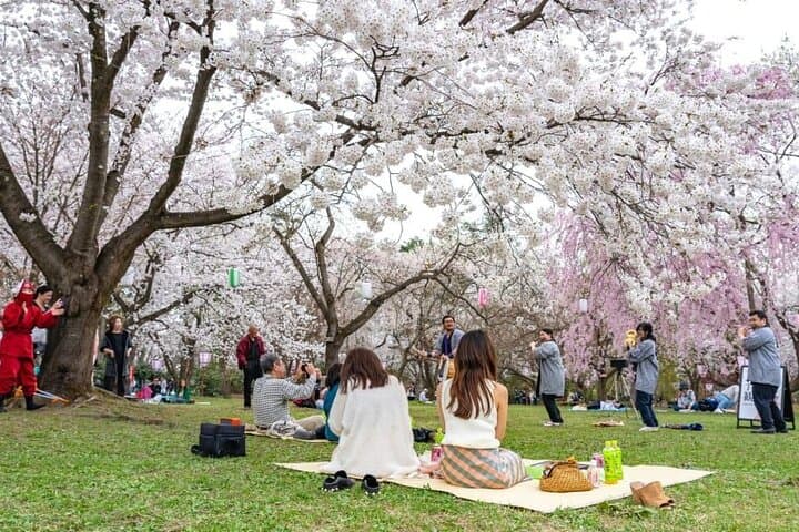 Fukuoka Cherry Blossom Hanami Walk: Private Sakura Experience with Local Host photo 4