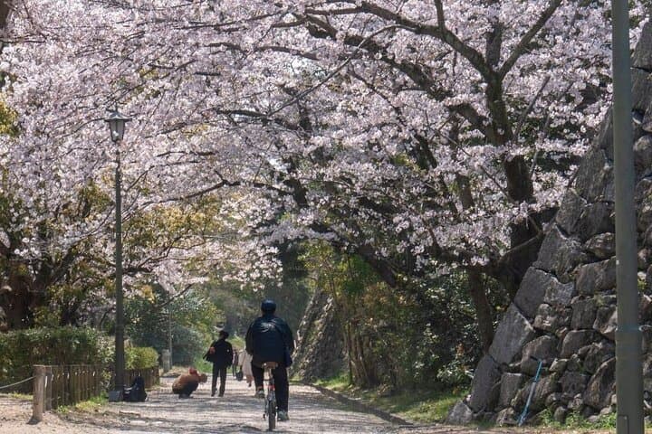 Fukuoka Cherry Blossom Hanami Walk: Private Sakura Experience with Local Host photo 6