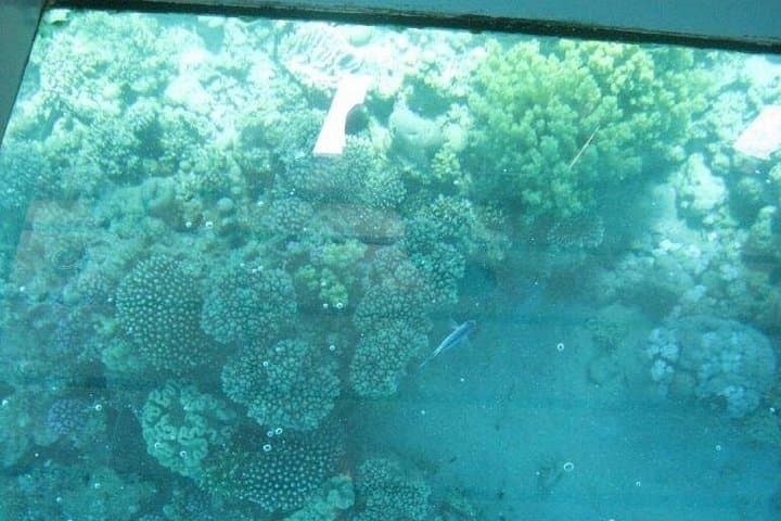 Glass-Bottom Boat Tour in Sharm El Sheikh — Red Sea Coral Viewing photo 2