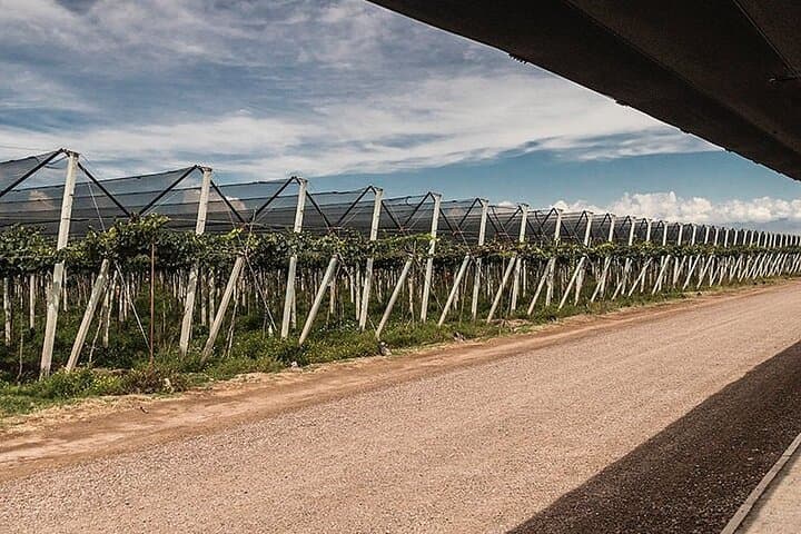 Vineyard Pedal & Tasting at Bodega Santa Julia: Bike, Lunch, and Mendoza Wines photo 6