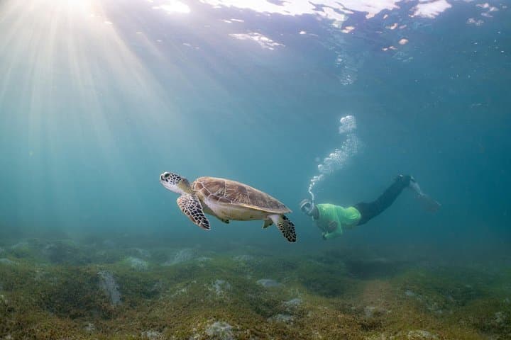 Escambrón Snorkeling Tour: Swim with Turtles & Tropical Fish in San Juan photo 1