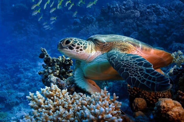 Waikiki Sail & Snorkel at Turtle Canyons — Private 3-Hour Adventure photo 4