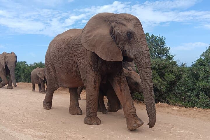 Addo Elephant & Kragga Kamma Safari Combo — Day Tour from Gqeberha