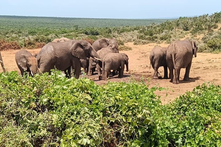 Addo Elephant & Kragga Kamma Safari Combo — Day Tour from Gqeberha photo 2