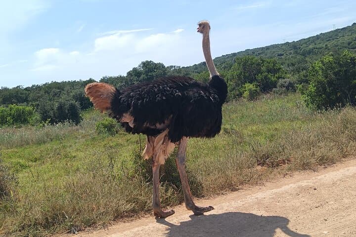 Addo Elephant & Kragga Kamma Safari Combo — Day Tour from Gqeberha photo 3