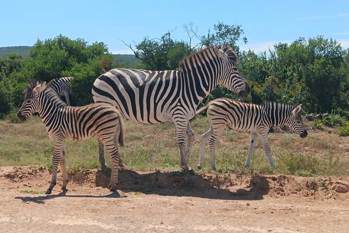Addo Elephant & Kragga Kamma Safari Combo — Day Tour from Gqeberha photo 4