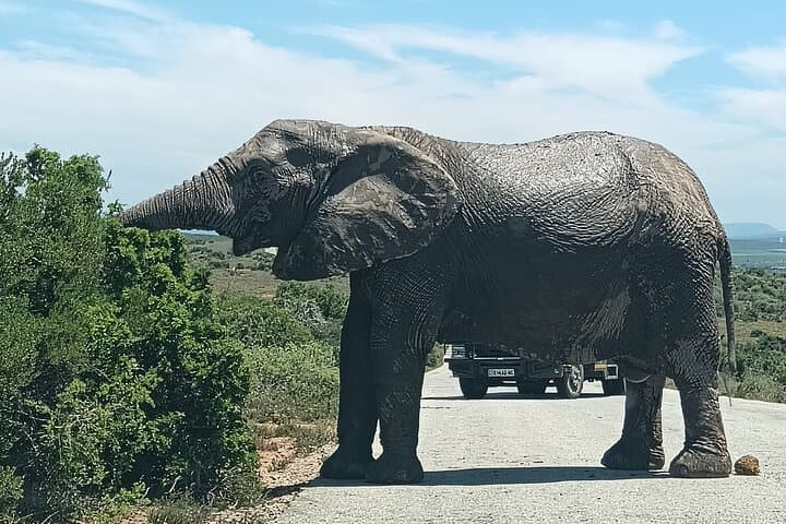 Addo Elephant & Kragga Kamma Safari Combo — Day Tour from Gqeberha photo 5