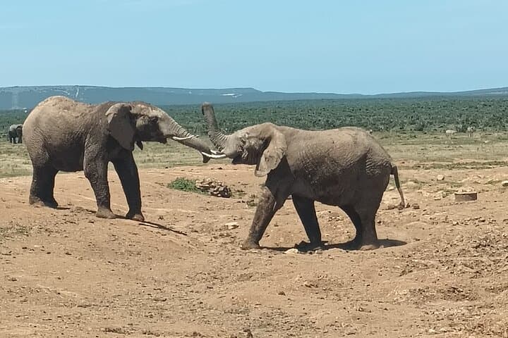 Addo Elephant & Kragga Kamma Safari Combo — Day Tour from Gqeberha photo 6