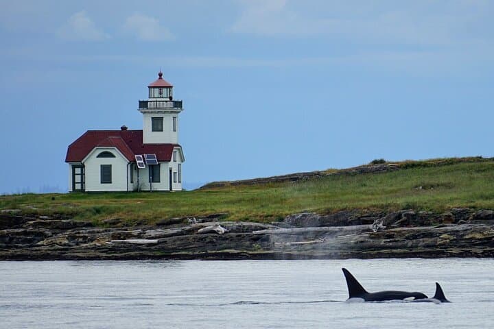Orca Whale Expedition: High-Speed Search in the Salish Sea from Anacortes