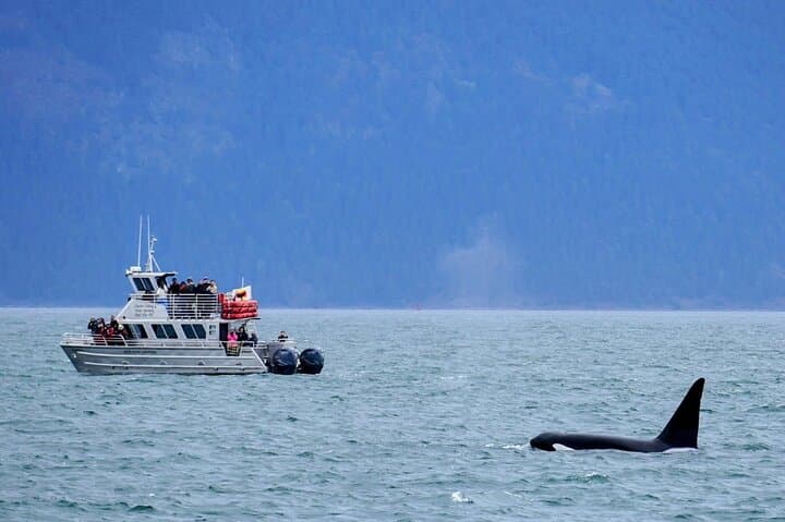 Orca Whale Expedition: High-Speed Search in the Salish Sea from Anacortes photo 2