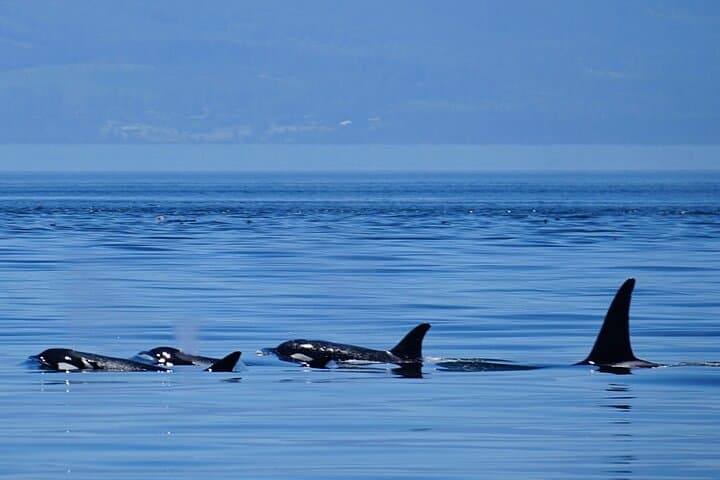 Orca Whale Expedition: High-Speed Search in the Salish Sea from Anacortes photo 5