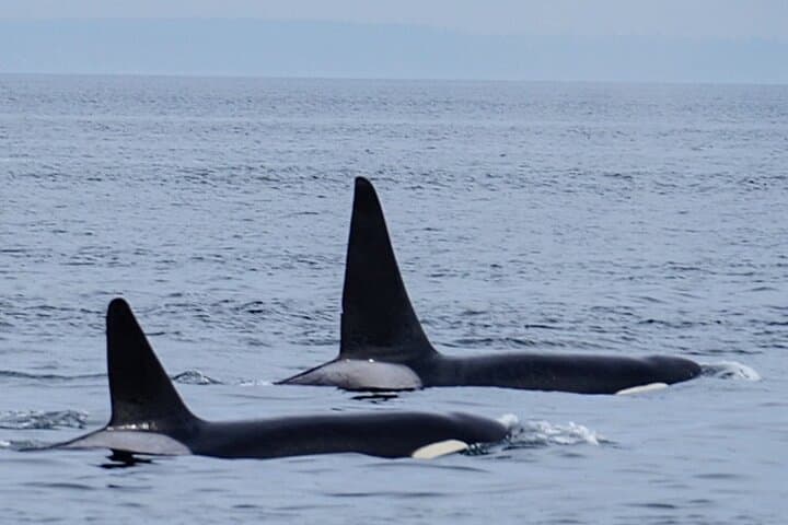 Orca Whale Expedition: High-Speed Search in the Salish Sea from Anacortes photo 4