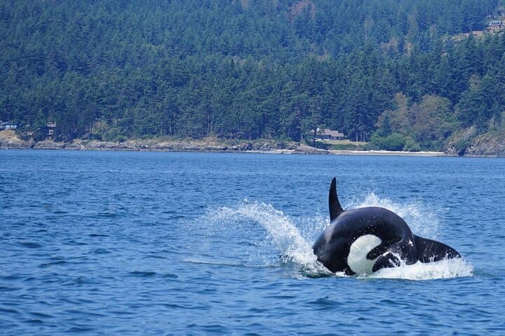 Orca Whale Expedition: High-Speed Search in the Salish Sea from Anacortes photo 6