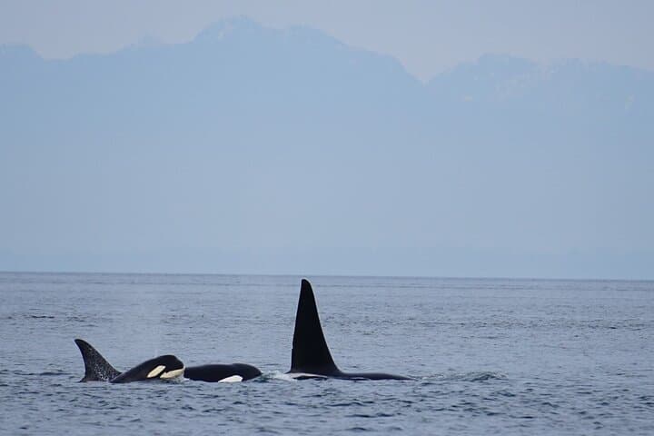 Orca Whale Expedition: High-Speed Search in the Salish Sea from Anacortes photo 3