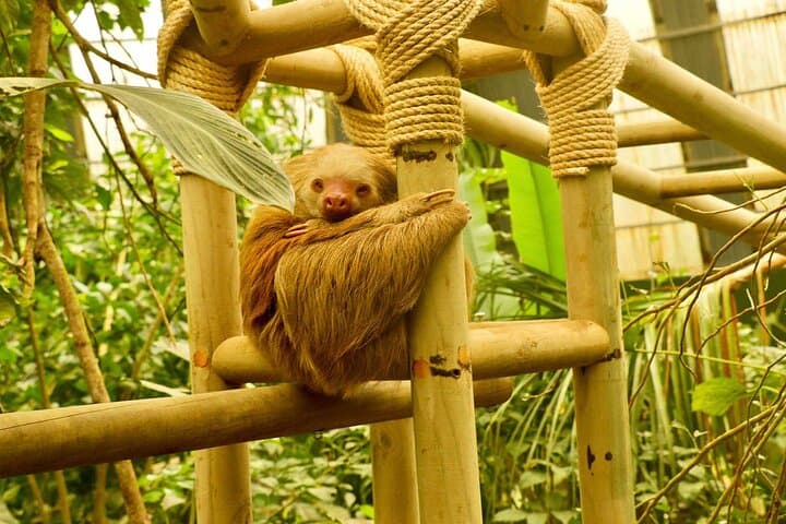 Selvatura Sloth Habitat — Guided Sloth Encounter at Selvatura Park, Monteverde photo 3