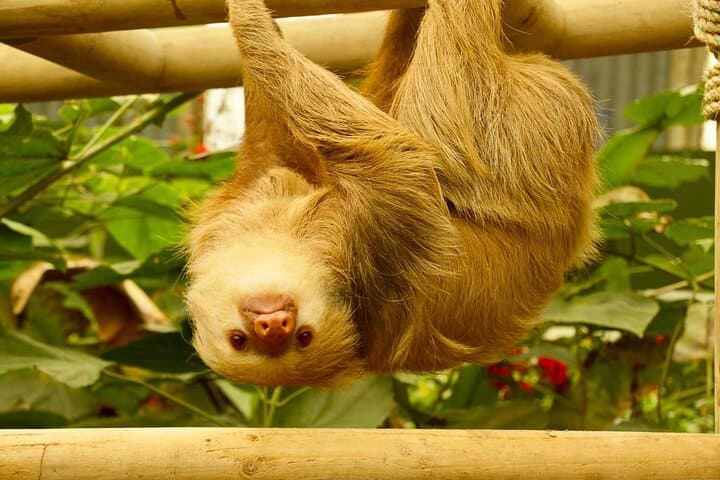Selvatura Sloth Habitat — Guided Sloth Encounter at Selvatura Park, Monteverde photo 2