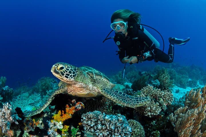 Waikiki Single‑Tank Reef Dive at Turtle Canyon — Certified Divers