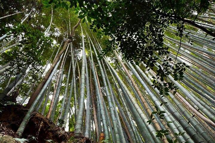 Private Fushimi Red Gates & Secret Bamboo Mountain Trekking Tour — Kyoto Hike to Inari Summit photo 3