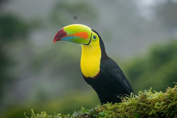 Monteverde Woodpecker Preserve: 4-Hour Guided Birdwatching Tour photo 2