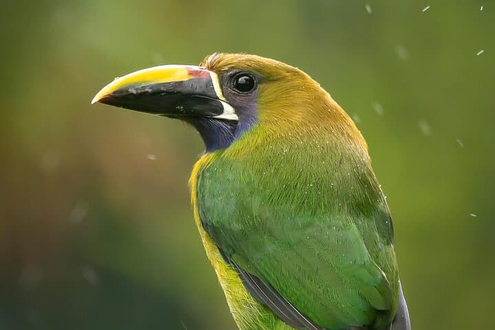 Monteverde Woodpecker Preserve: 4-Hour Guided Birdwatching Tour photo 5
