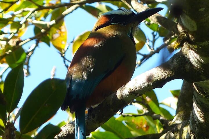 Monteverde Woodpecker Preserve: 4-Hour Guided Birdwatching Tour photo 6