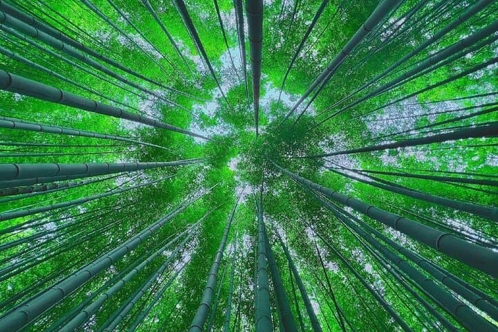 Busan Hidden Gems Private Tour & Car Service — Ahopsan Bamboo, Haedong Yonggung, Gamcheon