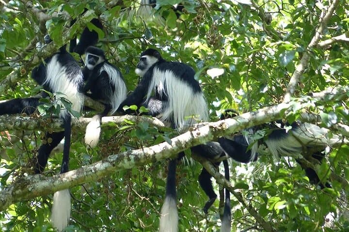Kiambethu Tea Farm Tour from Nairobi: Tea Walk, Colobus Monkeys & Farm Lunch photo 4
