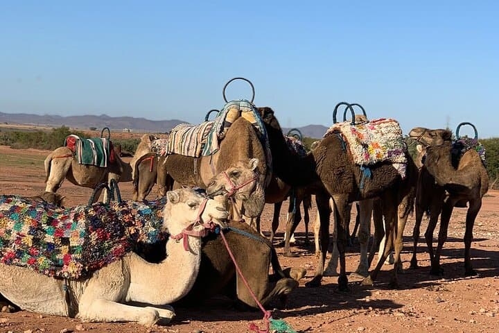 Agafay Desert Sunset Camel Ride and Magical Dinner Near Marrakech photo 6