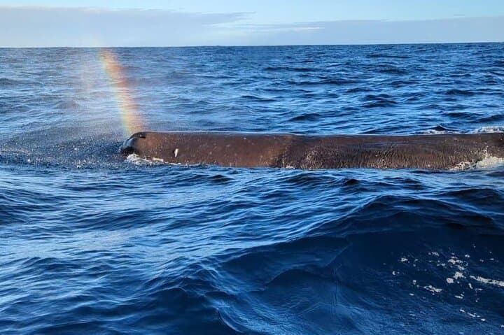 Ethical Dolphin & Whale Watching in Mauritius — Private Early-Morning Boat Tour