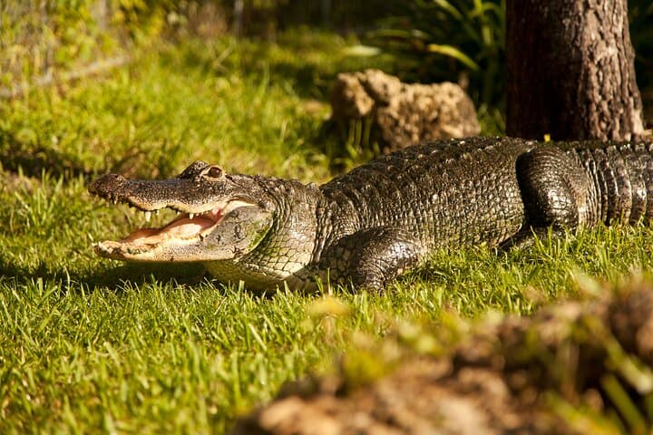 Miami Everglades Airboat Adventure — 40-Minute Ride with Hotel Transfer photo 2