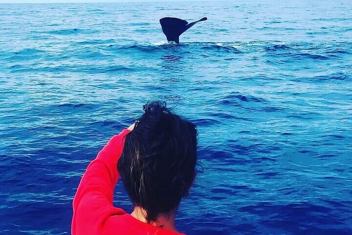 Ethical Dolphin & Whale Watching in Mauritius — Private Early-Morning Boat Tour photo 2