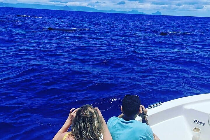 Ethical Dolphin & Whale Watching in Mauritius — Private Early-Morning Boat Tour photo 3